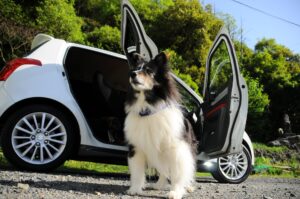 How To Master Car Travel With Your Pets