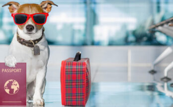 Pet Travel